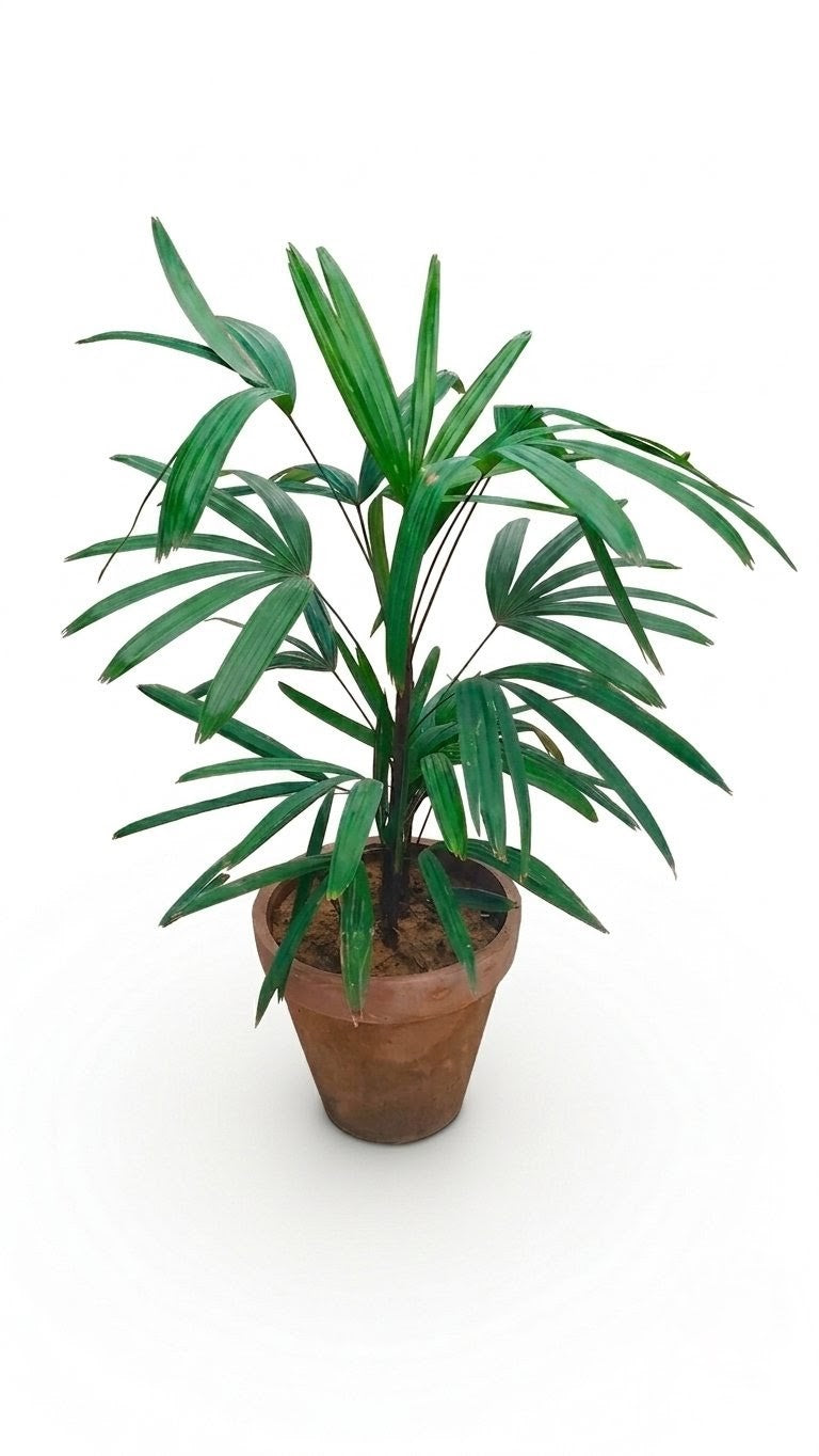 Lady Palm