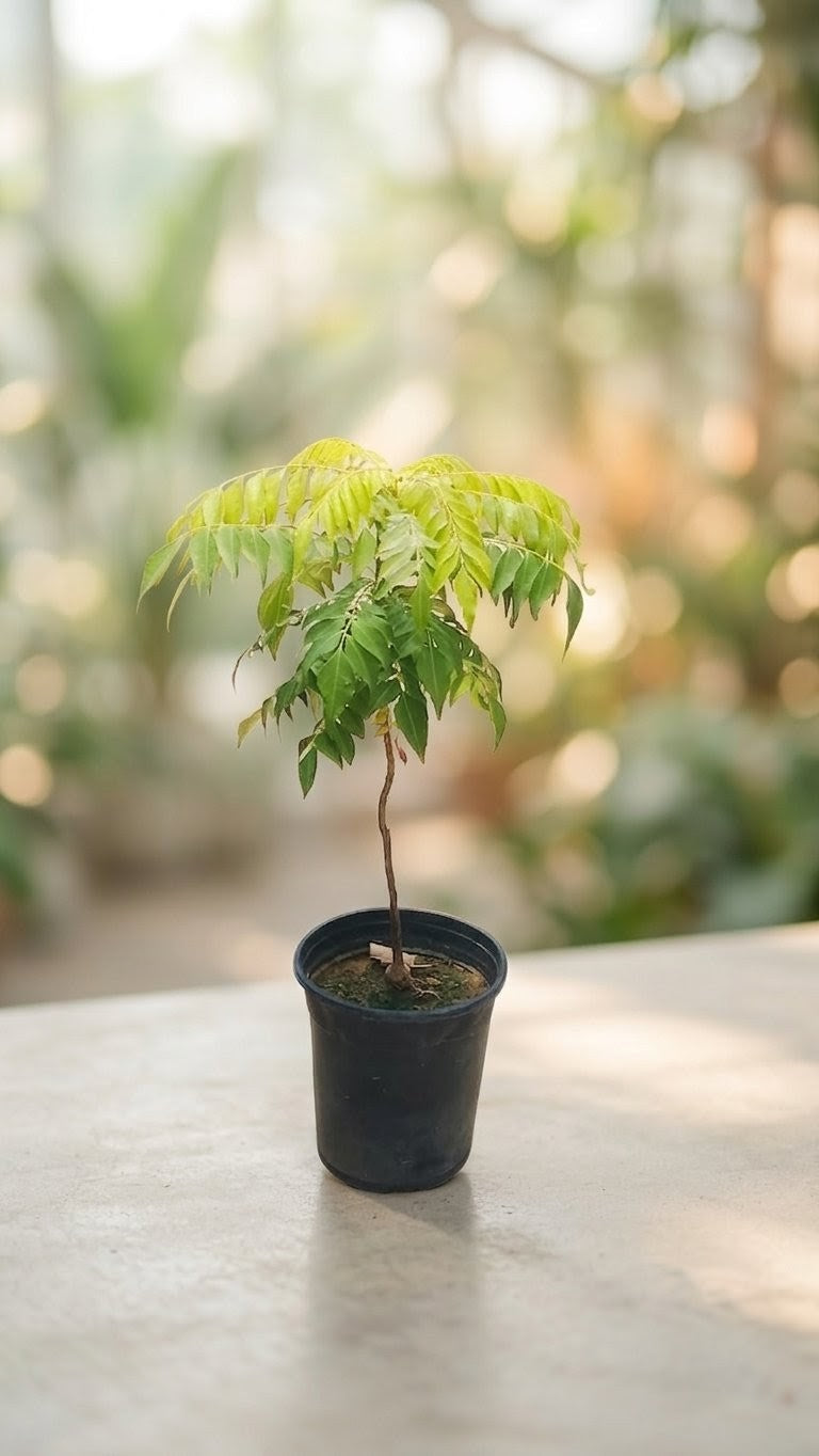 Curry Leaves Plant (curry patta)