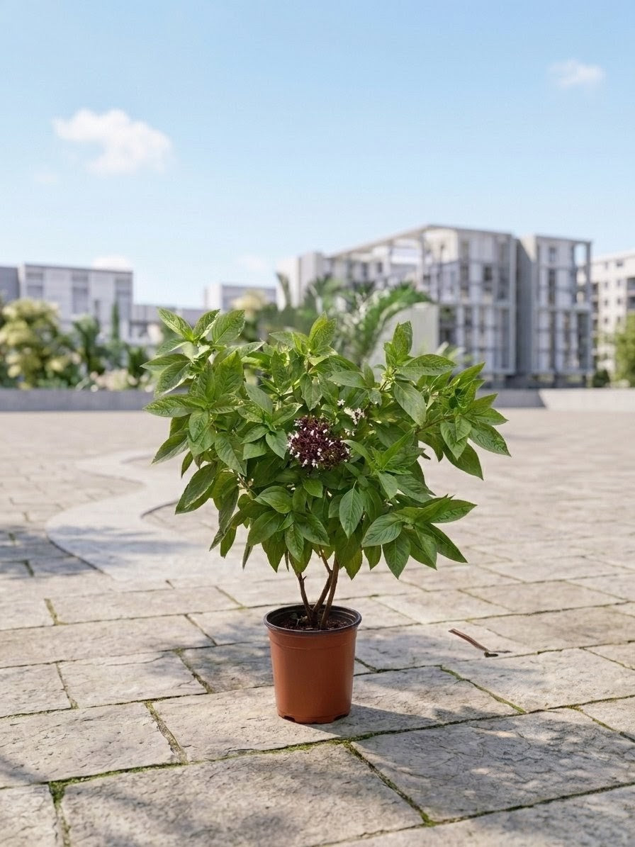 Niazbo Plant