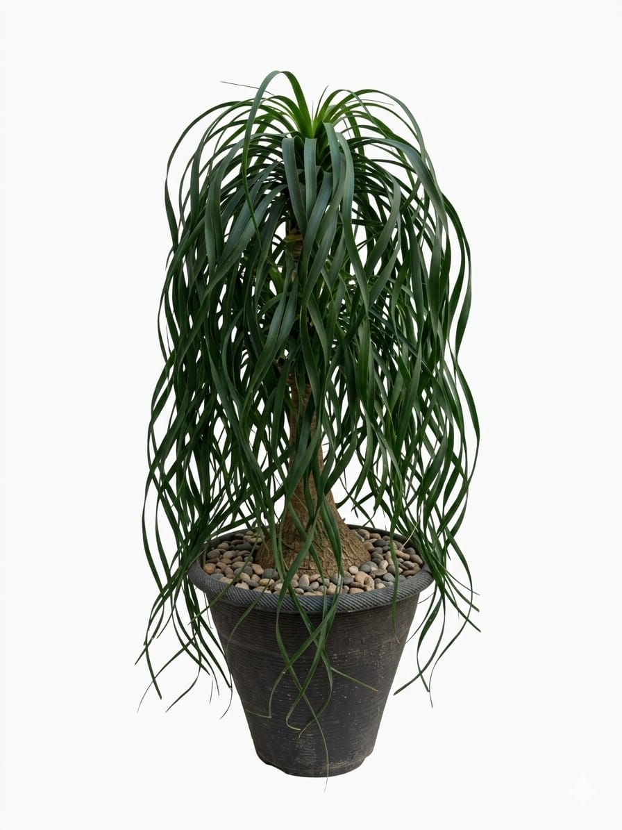 Ponytail Palm