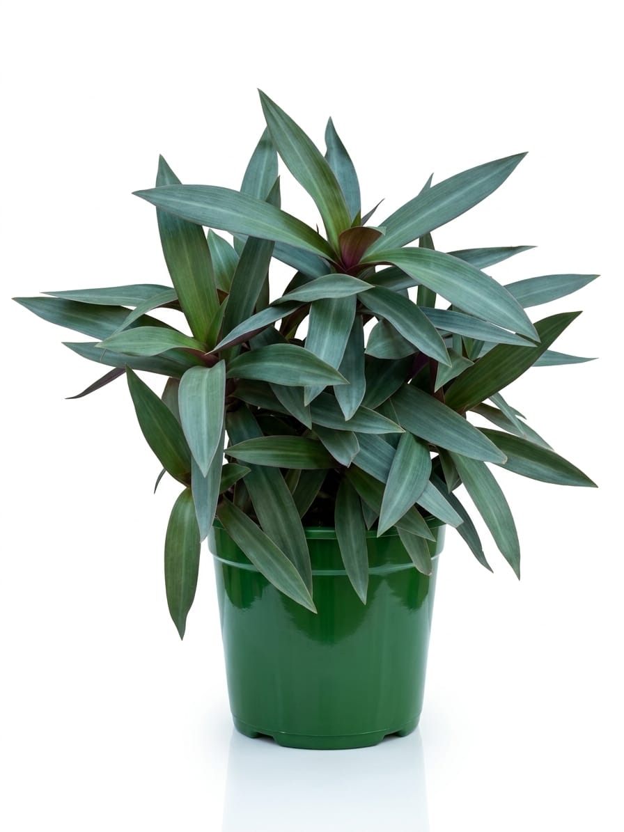 Rhoeo Plant