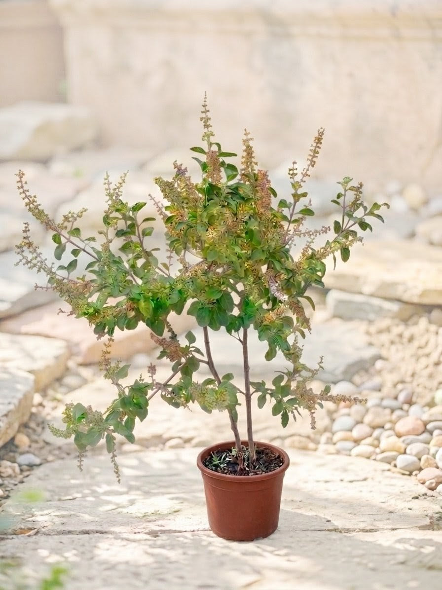 Tulsi Plant