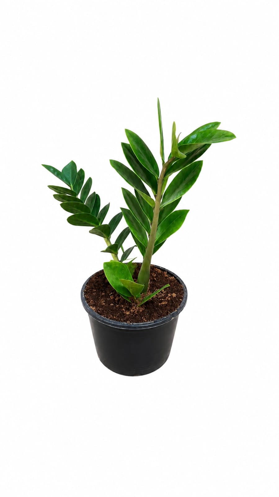ZZ Plant