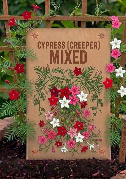 Cypress Creeper Mixed