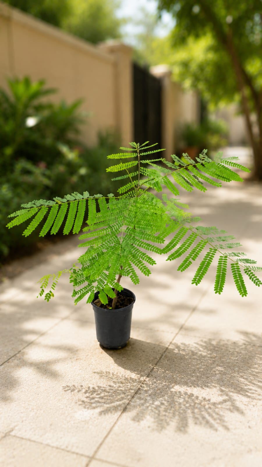 Gulmohar Tree