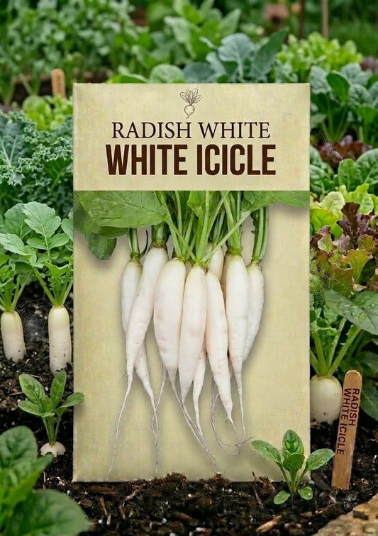 Radish White Icicle