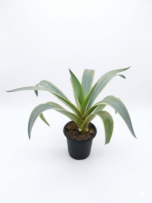 Agave Americana Plant