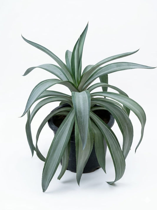 Agave Desmettiana Silver Star