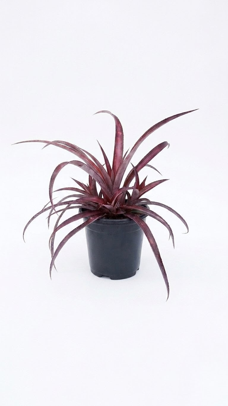 Air Plant