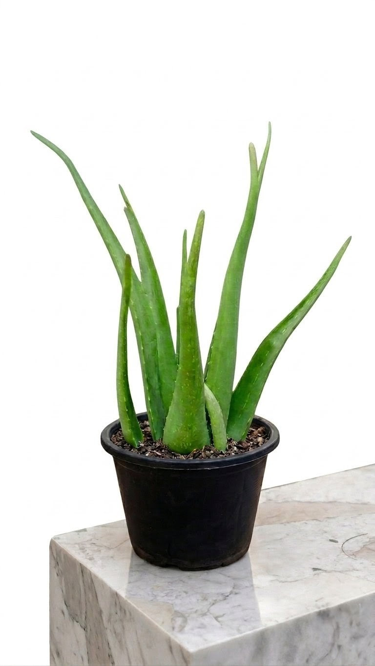 Aloe Vera Plant