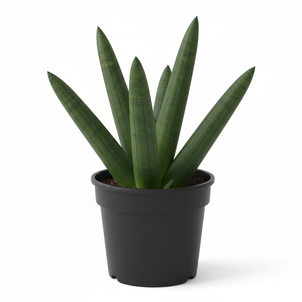 black nursery pot 6 inches angle 70 degree 5-7 leaves