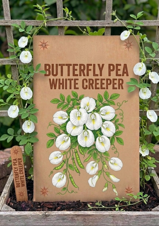 Butterfly Pea White Creeper