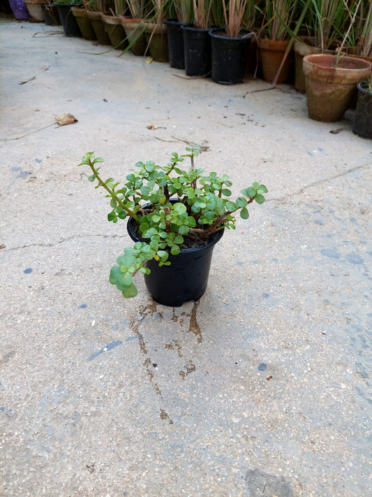 Jade Plant
