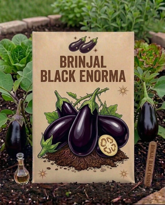 Brinjal