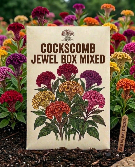Cockscomb Seeds