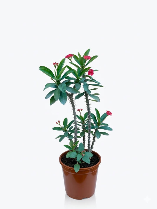 Dwarf Euphorbia Plant