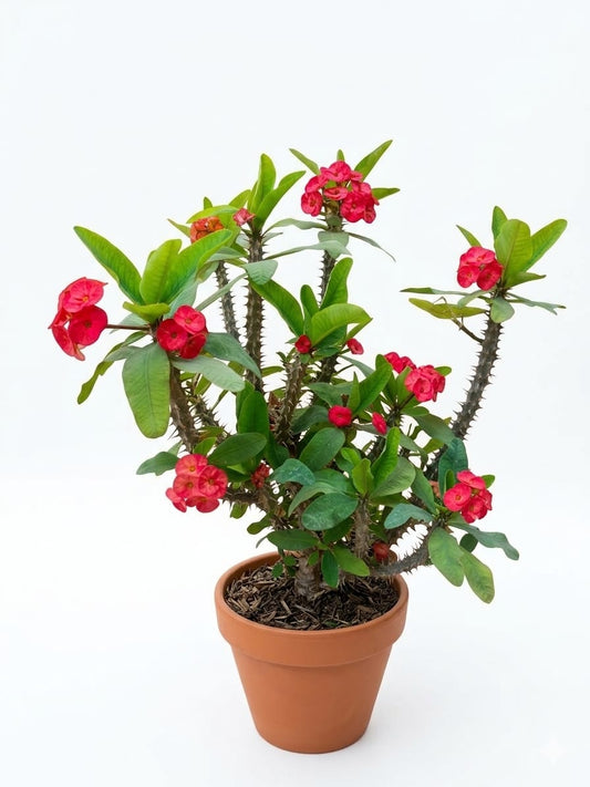 Euphorbia Plant
