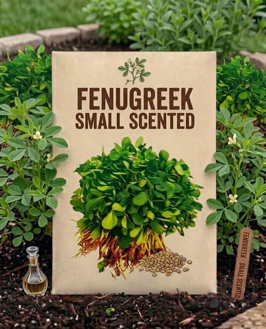 Fenugreek