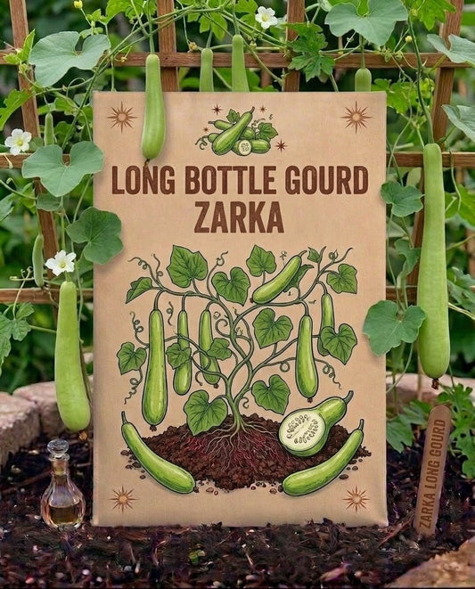 Long Bottle Gourd
