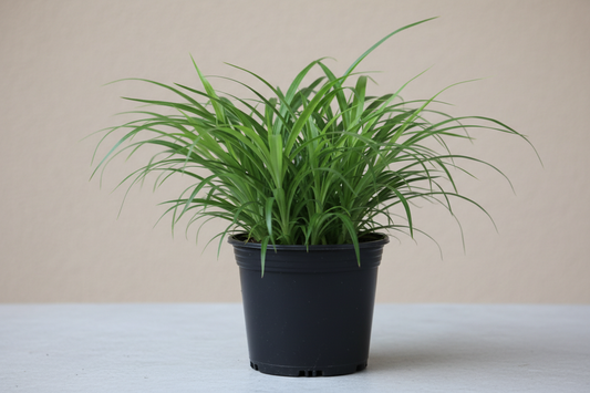 Green Spider Plant
