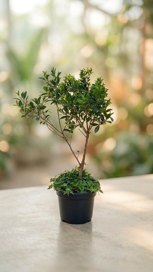 Ficus Miniature