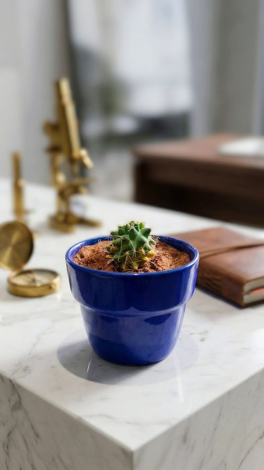 Golden Barrel Cactus Desktop
