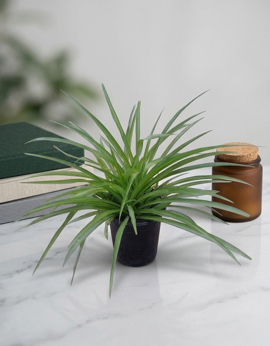 Green Spider Plant