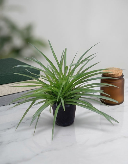 Green Spider Plant
