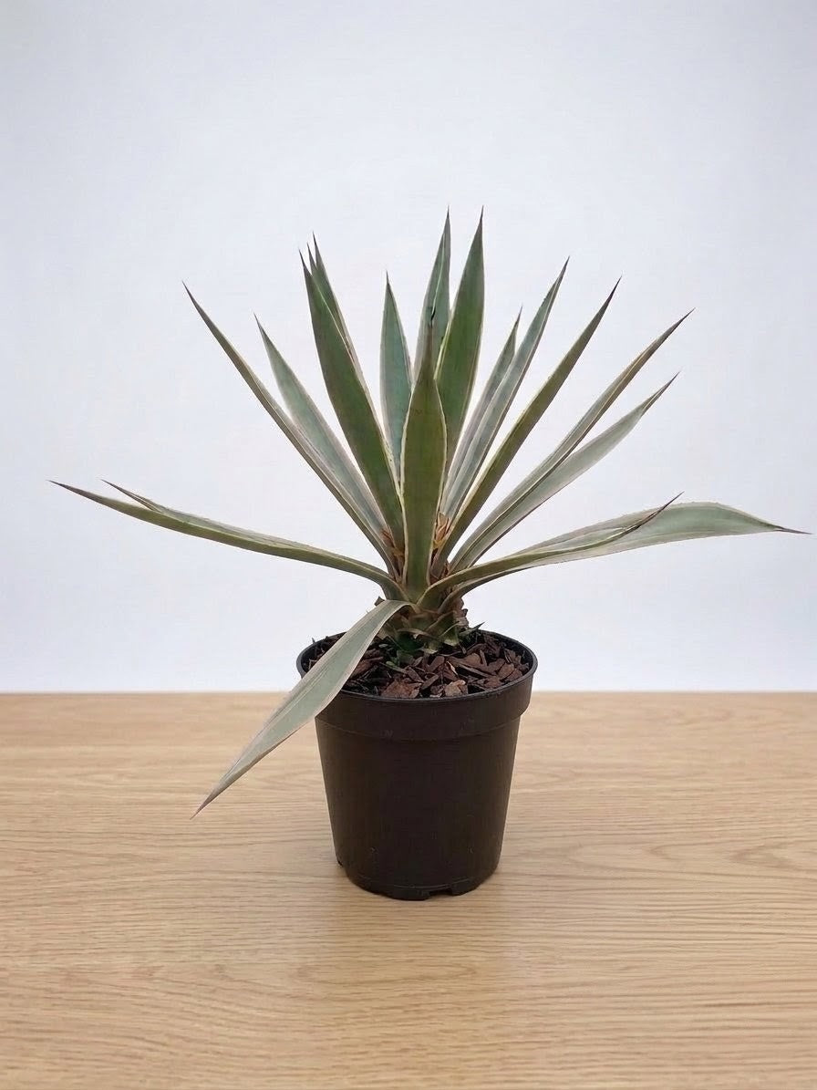 Agave Angustifolia Plant