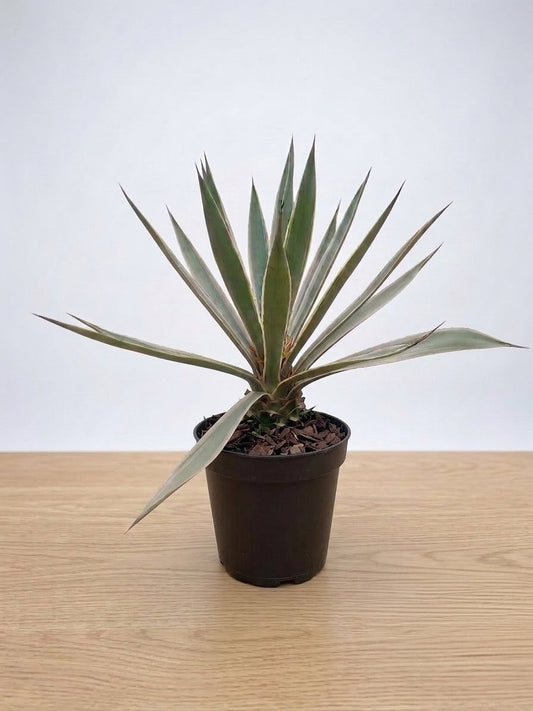 Agave Angustifolia Plant