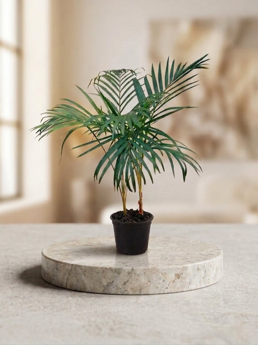 Areca Palm