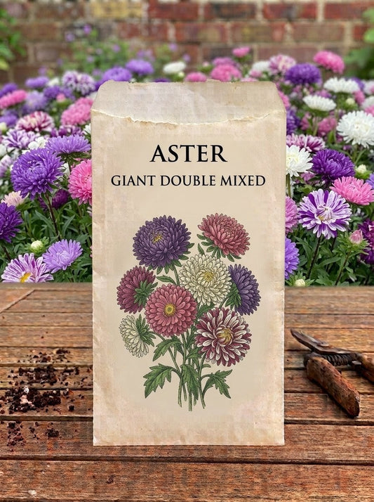 Aster Giant Double Mixed Seeds
