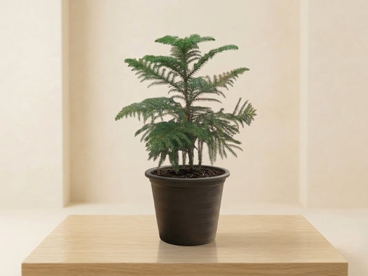 Araucaria Plant