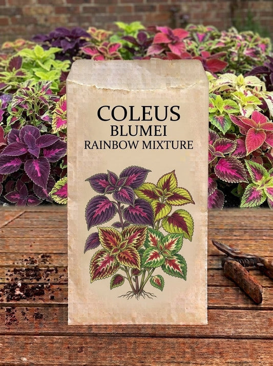 Coleus Blumei Rainbow Mixture Seeds