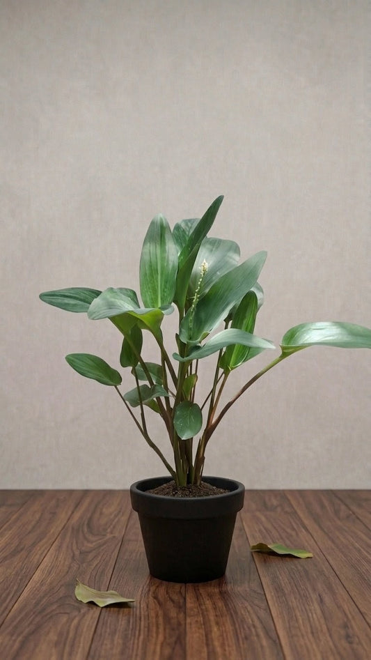 Drimiopsis Maculata Plant