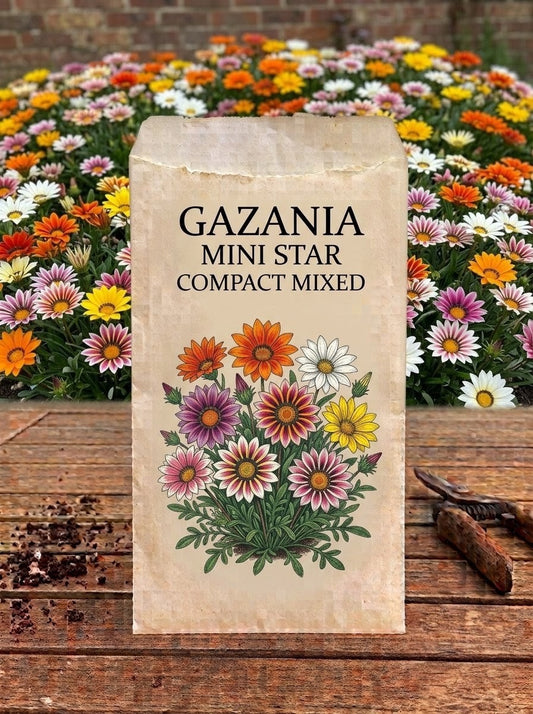 Gazania Mini Star Seeds
