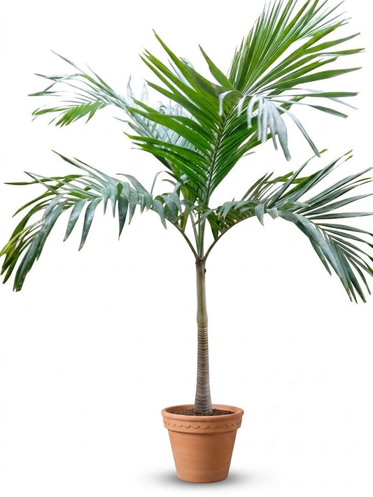 Malaysian Palm Tree