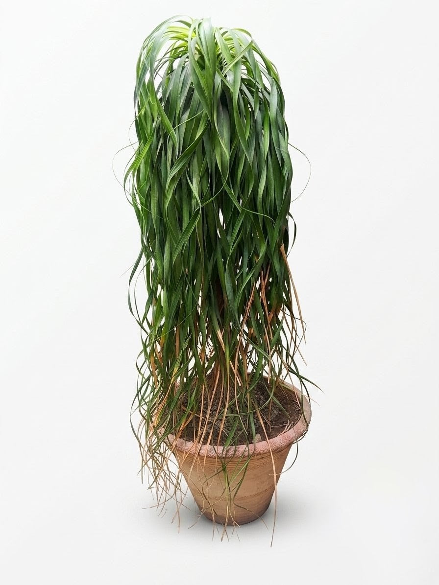 Ponytail Palm