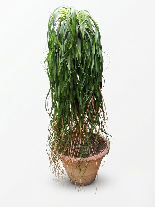 Ponytail Palm
