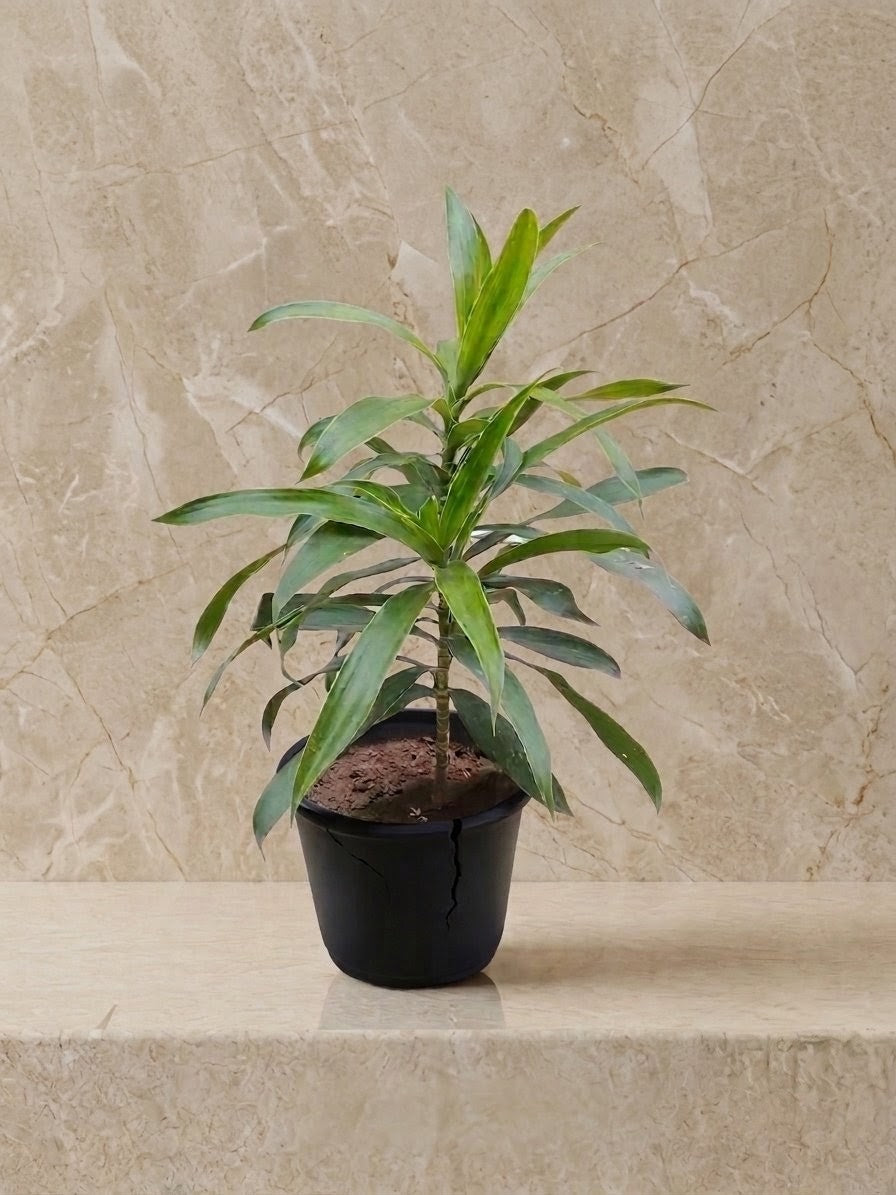 Song Of India Green Plant