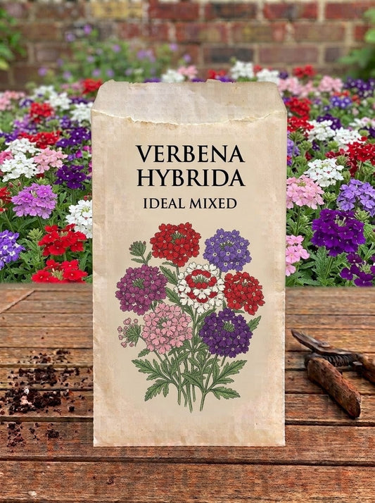 Verbena Hybrida Ideal Mixed Seeds