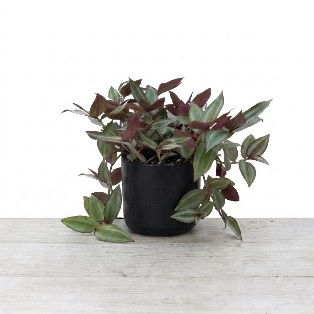 Wandering Jew