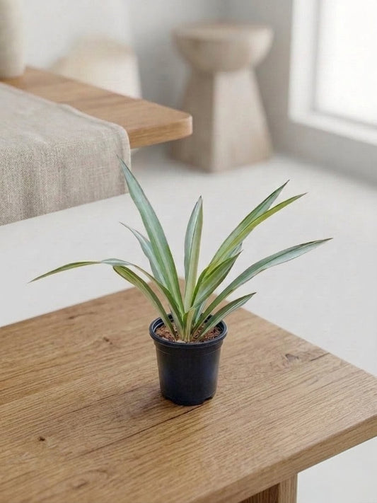 Yucca Plant