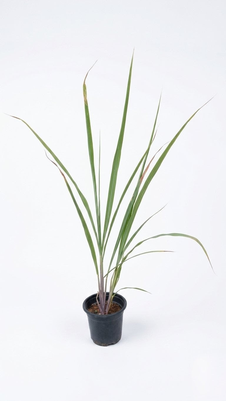 Lemon Grass