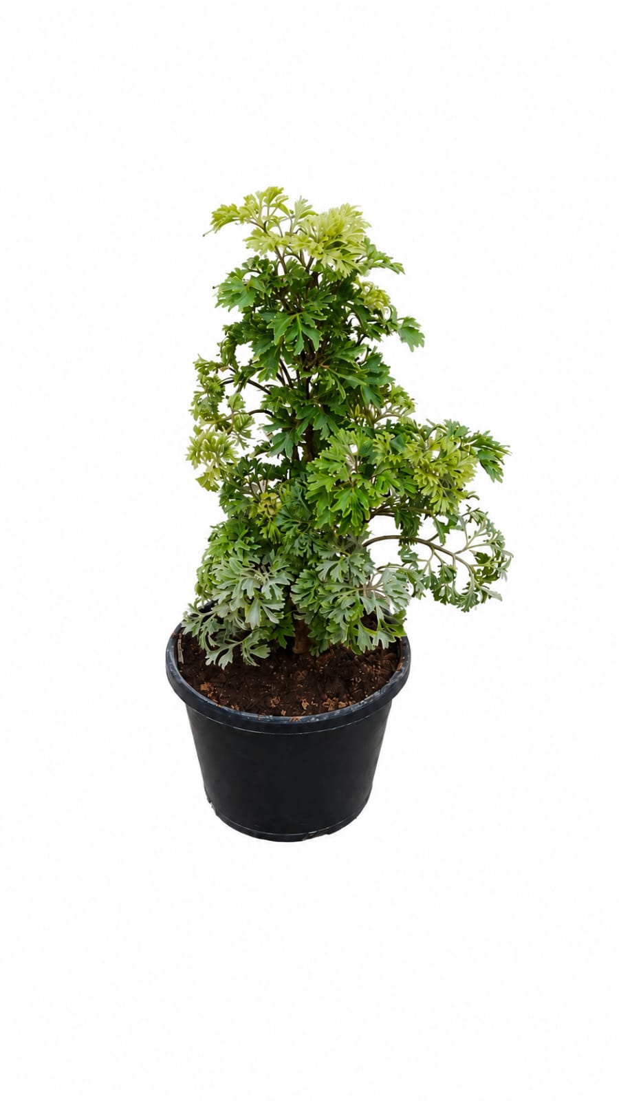 Ming Aralia