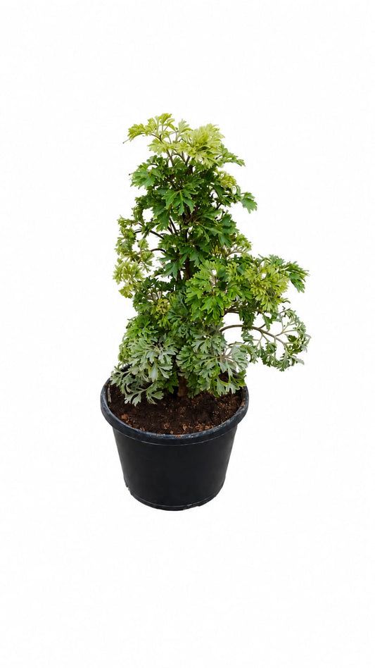 Ming Aralia