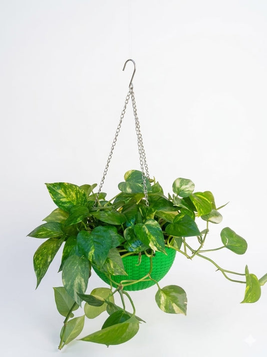 Money Plant With Hanging Pot