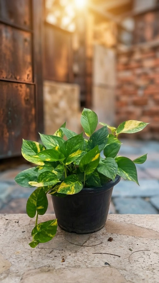 Money Plant