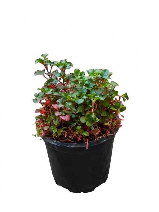 Alternanthera Plant