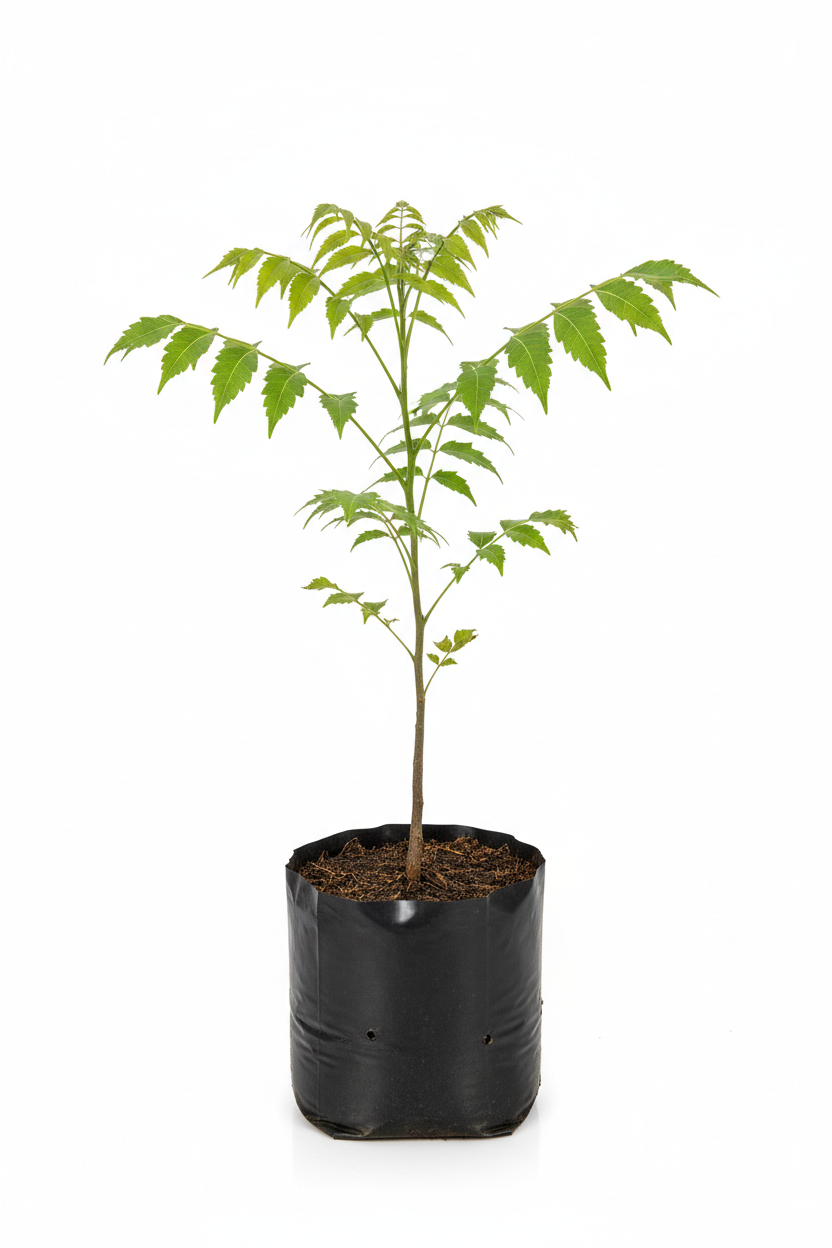 neem tree polythene bag studio image approx height 18 inches